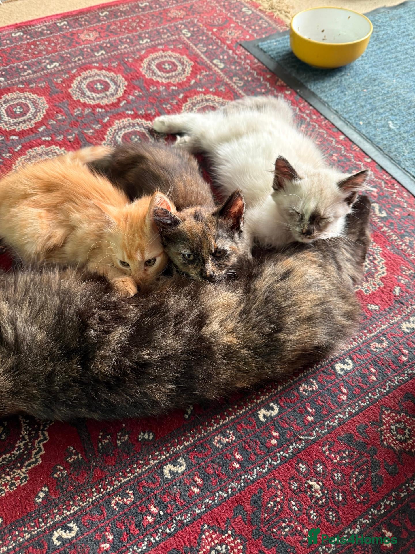 Munchkin cats 3 Gorgeous Munchkin Norwegian Forest X Kits - Advert 1