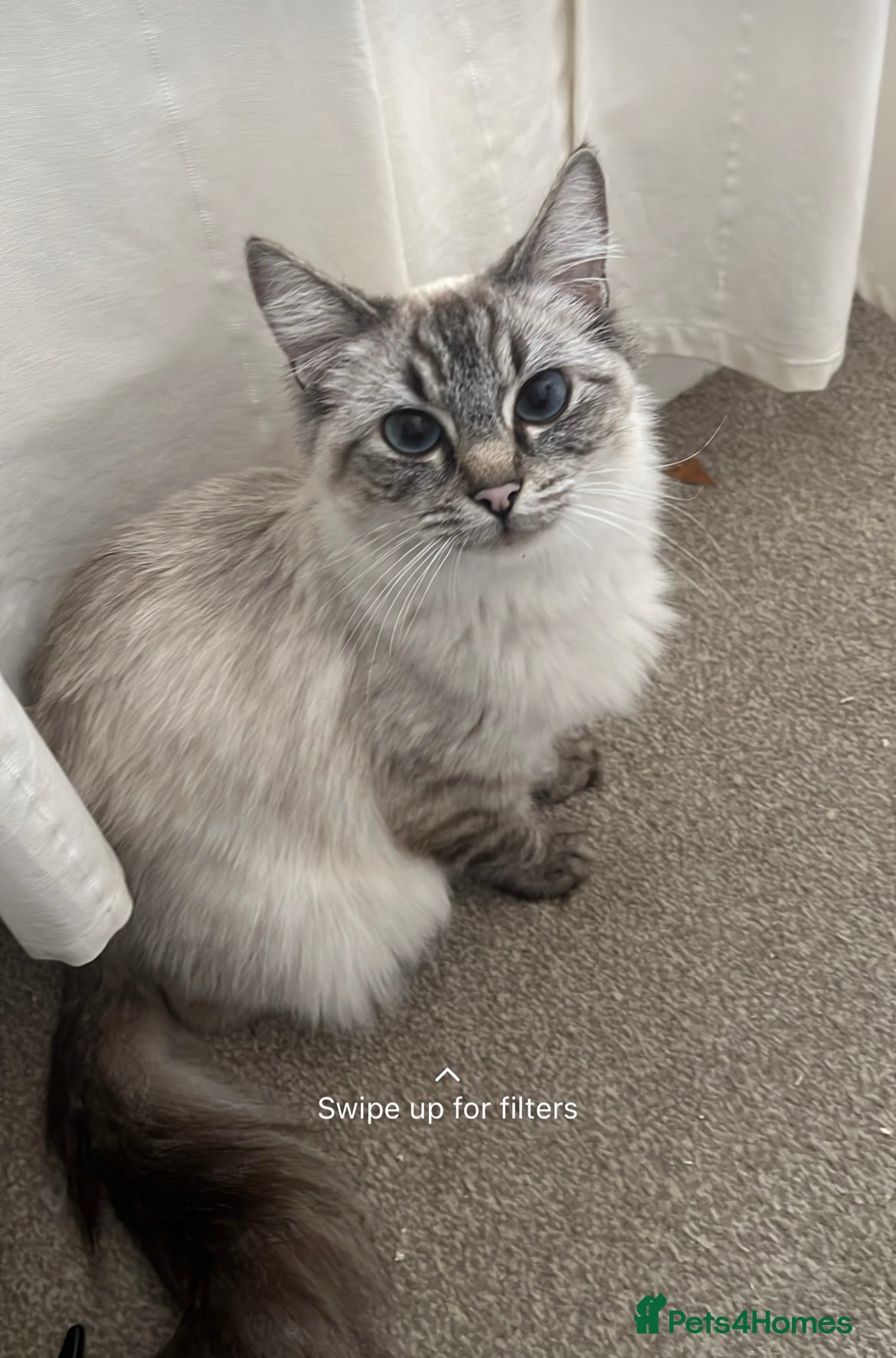 Ragdoll cats Beautiful Ragdoll for rehome  - Advert 1