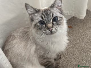 Ragdoll cats Beautiful Ragdoll for rehome - Advert 1