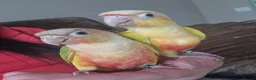 Conures birds for sale: Super tame fully hand reared baby's  - Advert 3