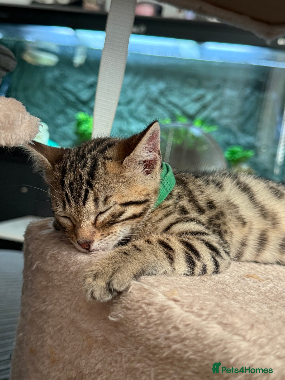 Bengal cats for sale: 3 Bengals for sale - Image 2