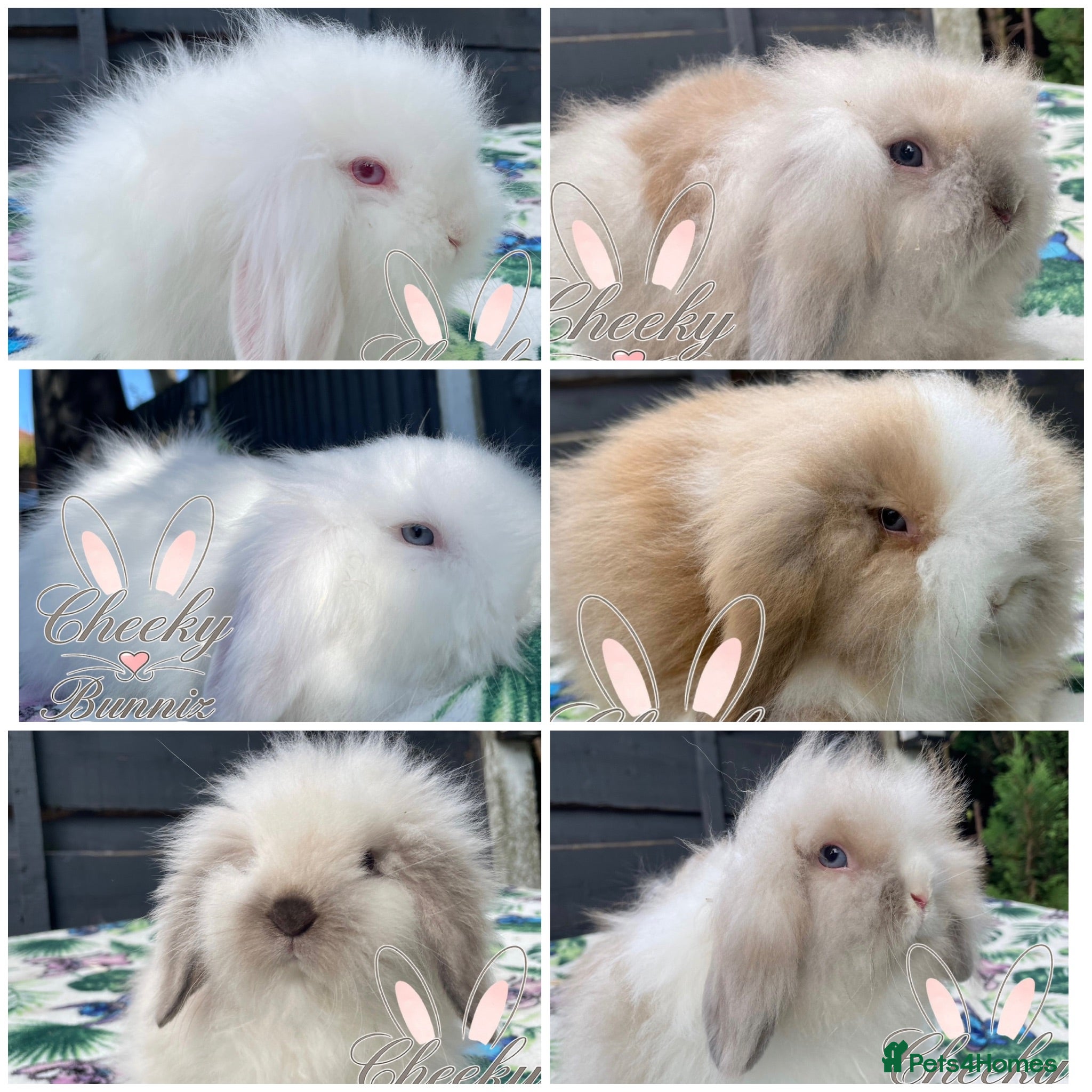 Mini Lion Lop rabbits Beautiful Mini Lion Lop Boys - Advert 8