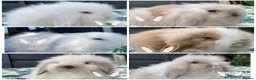 Mini Lion Lop rabbits for sale: Beautiful Mini Lion Lop Boys - Advert 1