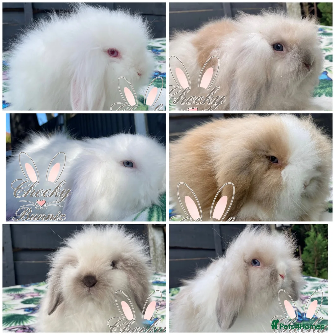Mini Lion Lop rabbits for sale: Beautiful Mini Lion Lop Boys - Advert 1