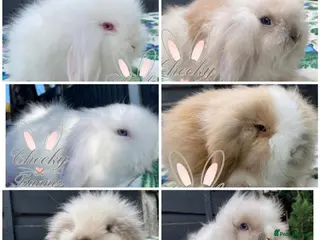 Mini Lion Lop rabbits Beautiful Mini Lion Lop Boys - Advert 2