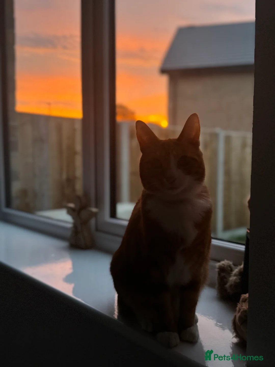 Mixed Breed cats for sale: Marla cat she’s 3 not 2 I can’t change  - Advert 12