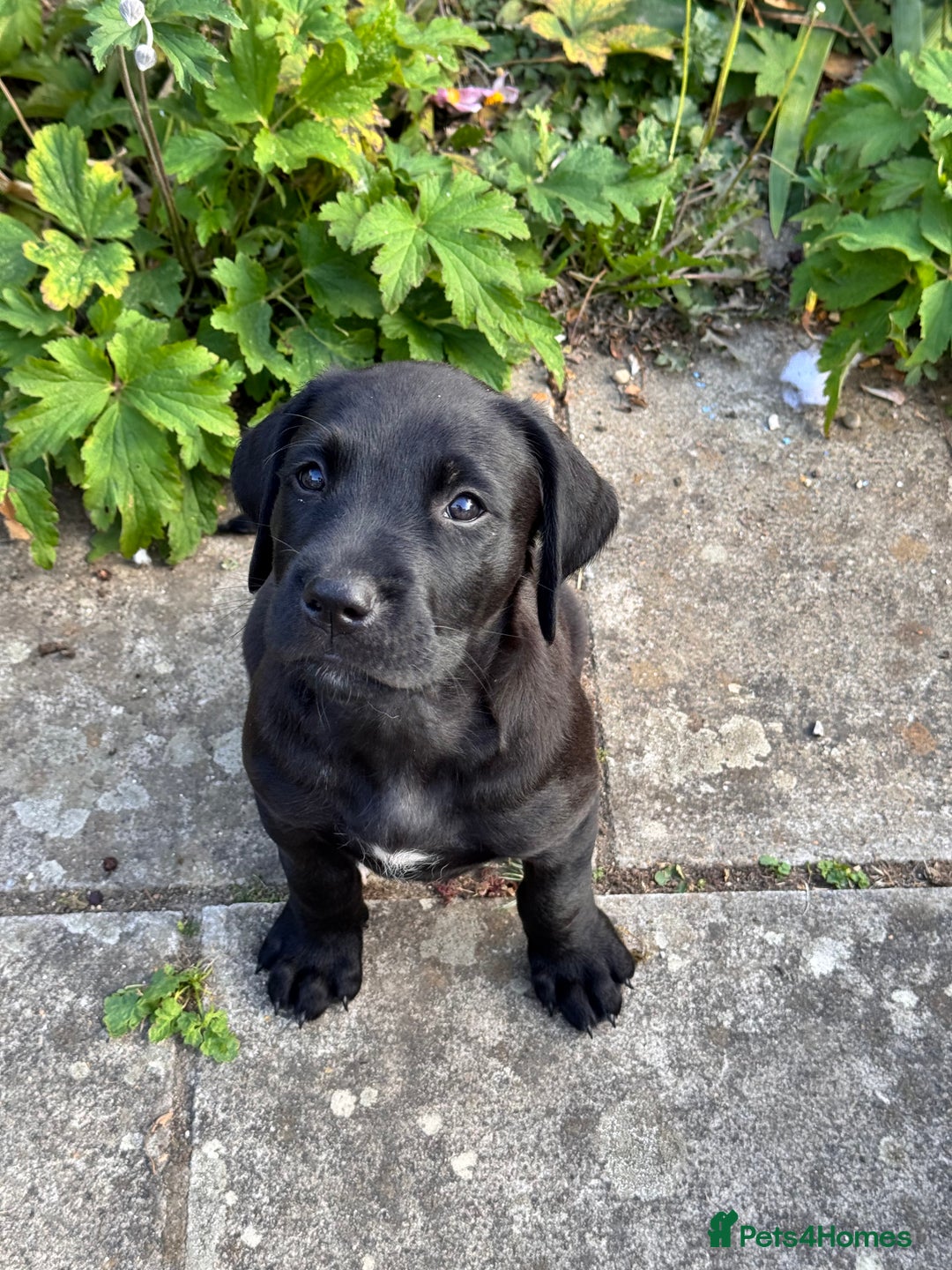 Mixed Breed dogs for sale: Golden Retriever/ Great Dane Mix - Image 6