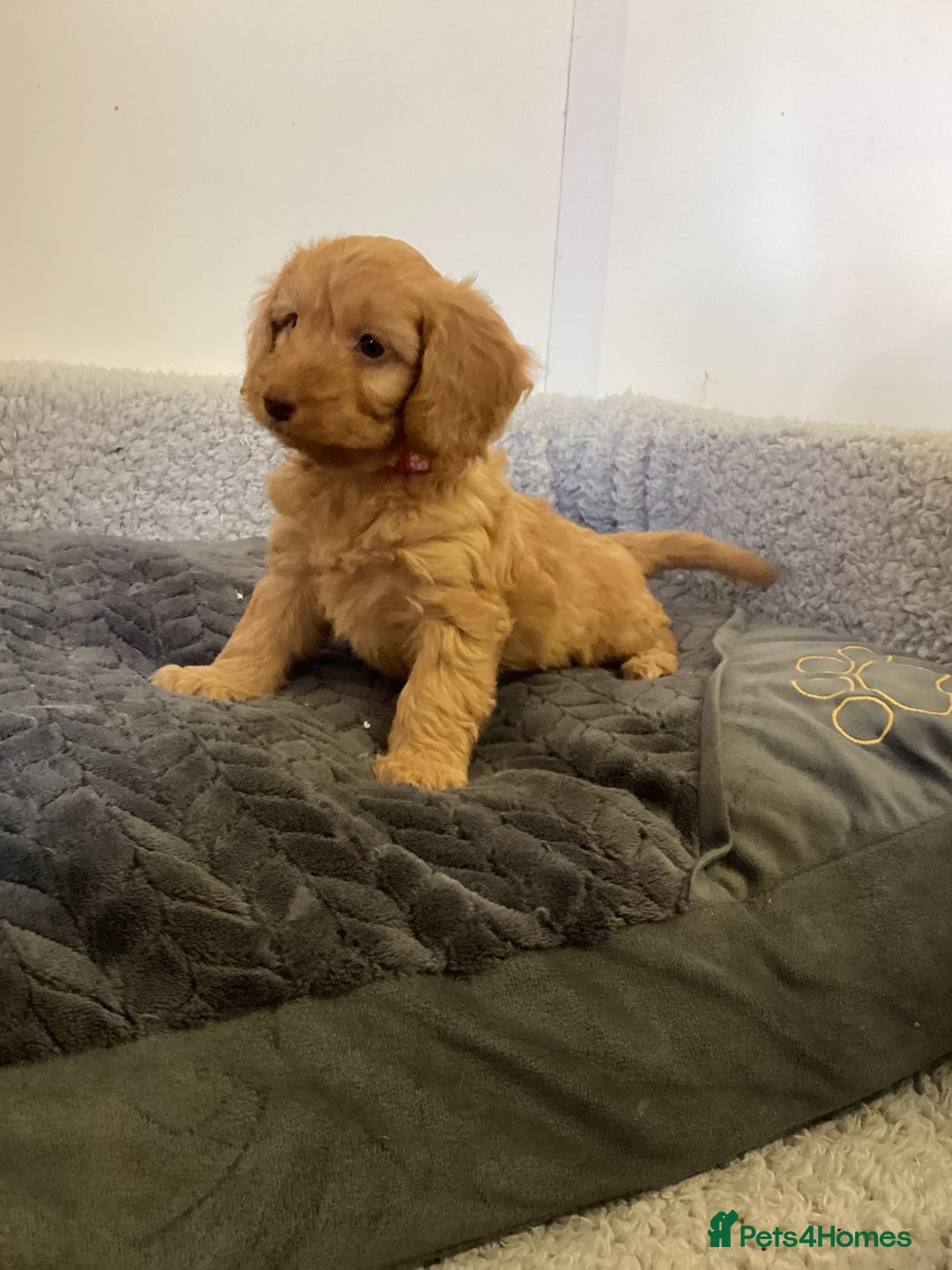 Cockapoo dogs for sale: F1 cockapoos  - Image 7