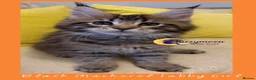 Maine Coon cats for sale: Gorgeous TICA Pedigree Maine Coon Kittens - Advert 24