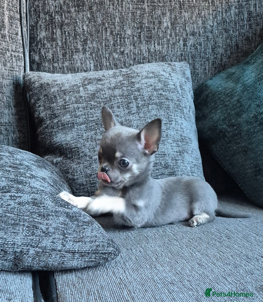 Chihuahua dogs for sale:  🐶 Stunning Chihuahua Puppies 🐶  - Advert 11