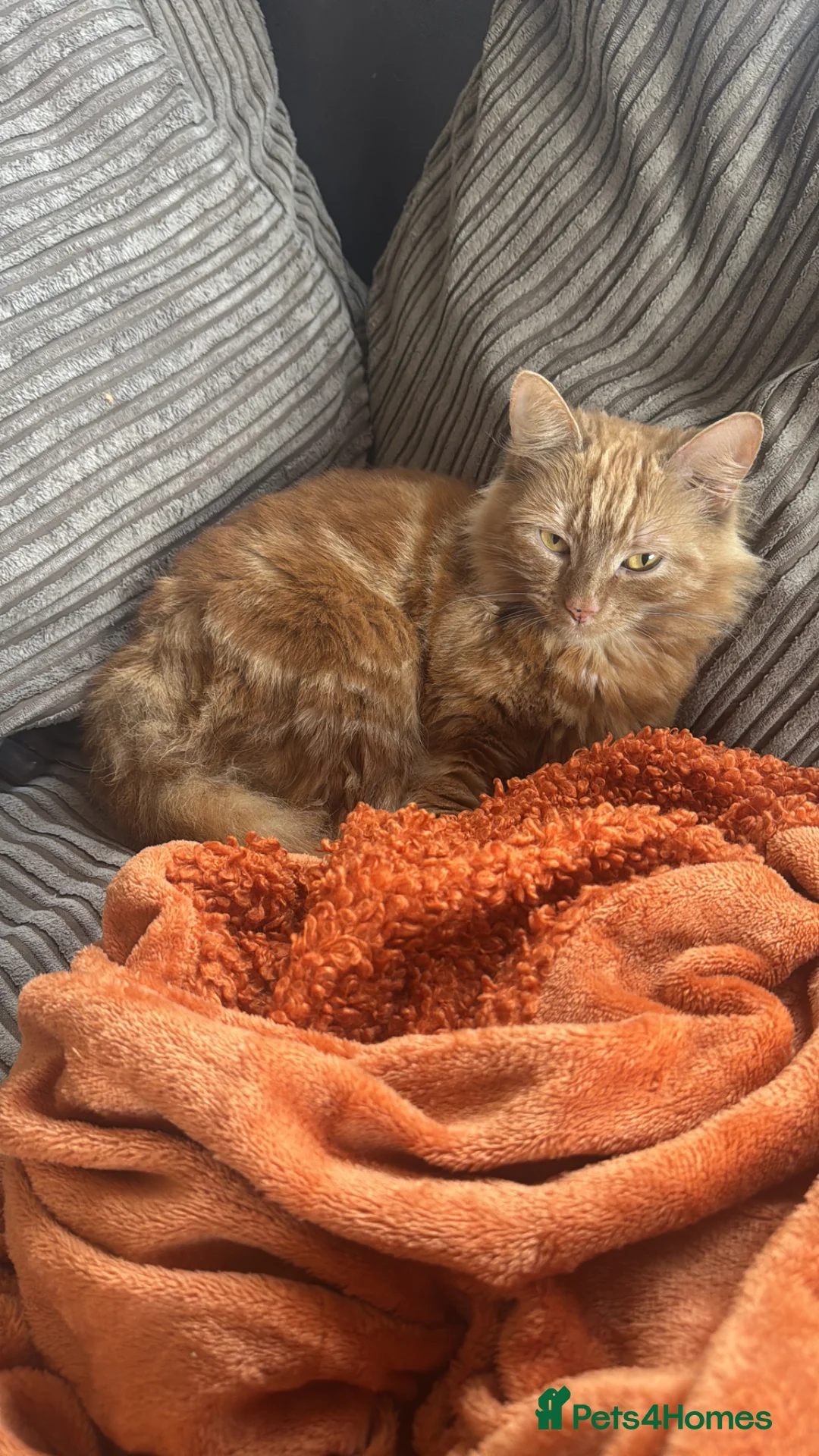 Mixed Breed cats for sale: 🌸 BONNIE – LOOKING FOR HER FOREVER HUMAN 🌸 - Advert 2
