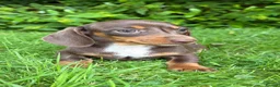 Miniature Dachshund dogs for sale: Gorgeous KC registered Minature Daxi puppies  - Advert 11