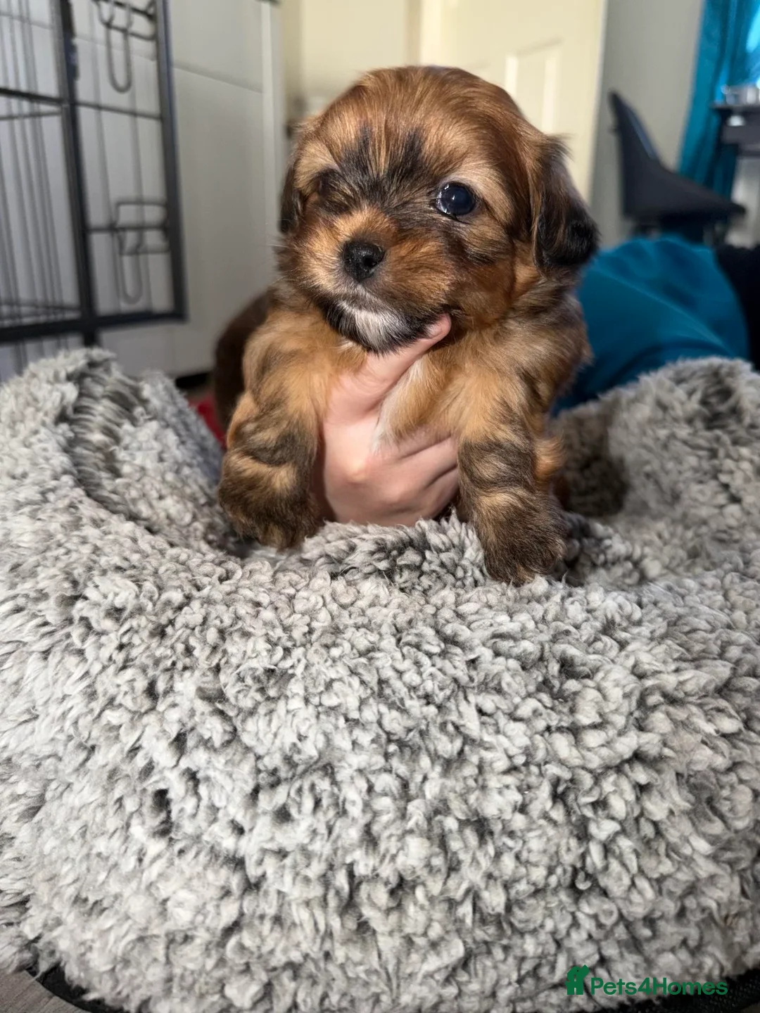 Mixed Breed dogs for sale: La-pom  pups , one boy still available  - Advert 13