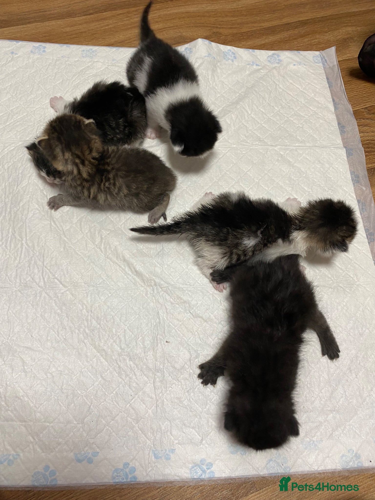 Mixed Breed cats for sale: Beautiful kittens  - Advert 3