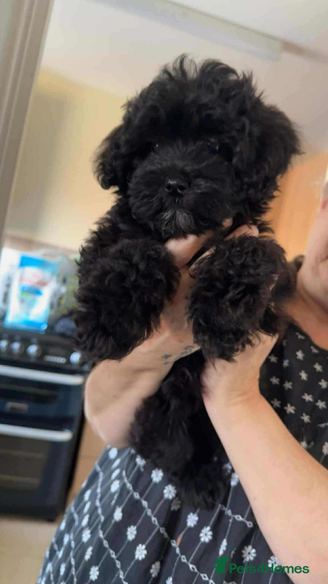 Maltipoo dogs for sale: One gorgeous girl available Korean maltipoos - Image 3