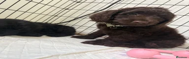 Cockapoo 4