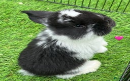 French Lop rabbits for sale: Pure French lops - Image 2