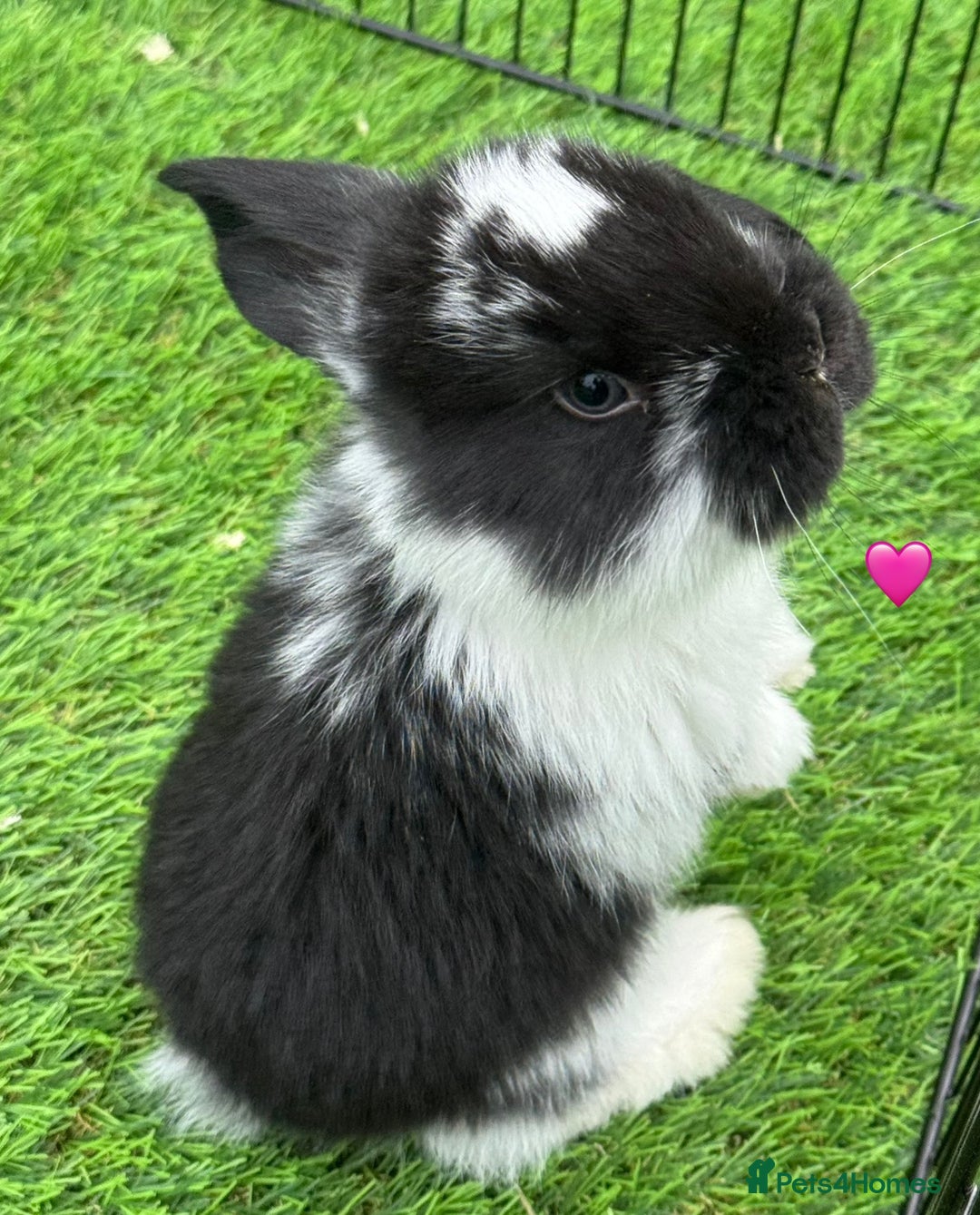 French Lop rabbits for sale: Pure French lops - Image 2