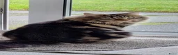 British Longhair cats for sale: Brother and sister rehomed urgently - Advert 11