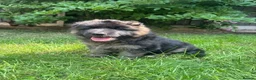 German Shepherd dogs for sale: Stunning GSD working line puppies  - Advert 13