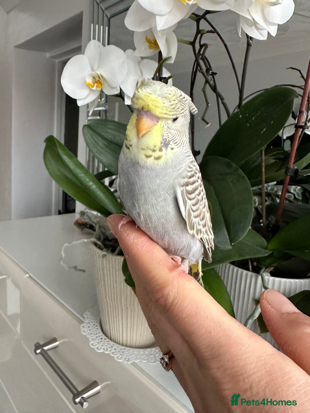 Budgerigars birds for sale: Hand Tame Crested female baby Budgie - Advert 1