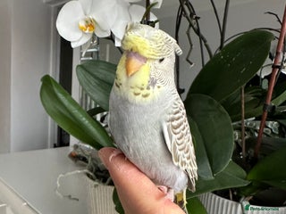 Budgerigars birds Hand Tame Crested female baby Budgie - Advert 1