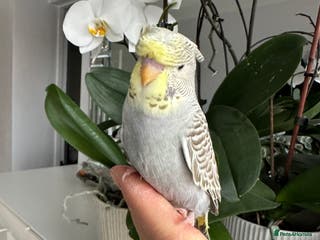 Budgerigars birds Hand Tame Crested female baby Budgie - Advert 15