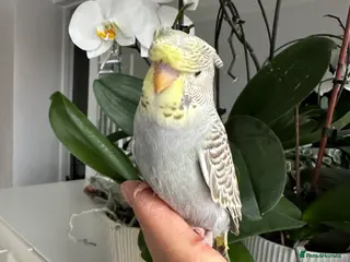 Budgerigars birds Hand Tame Crested female baby Budgie - Advert 4