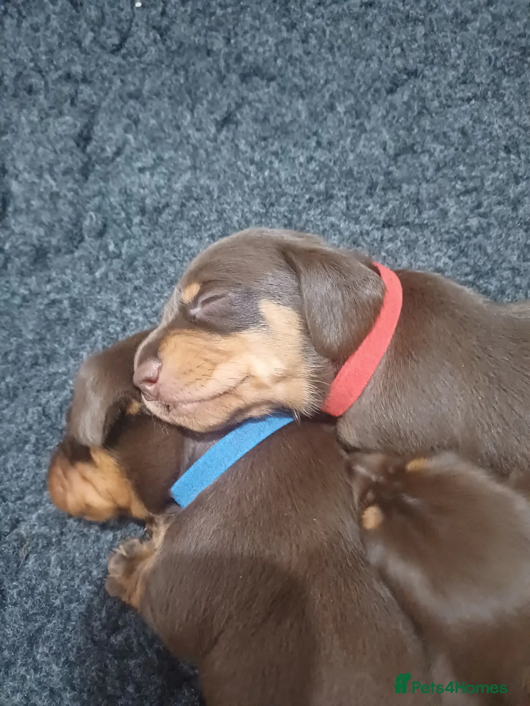 Miniature Dachshund dogs for sale: 2 boy miniature daschunds need their forever home  in Petersfield - Advert 2