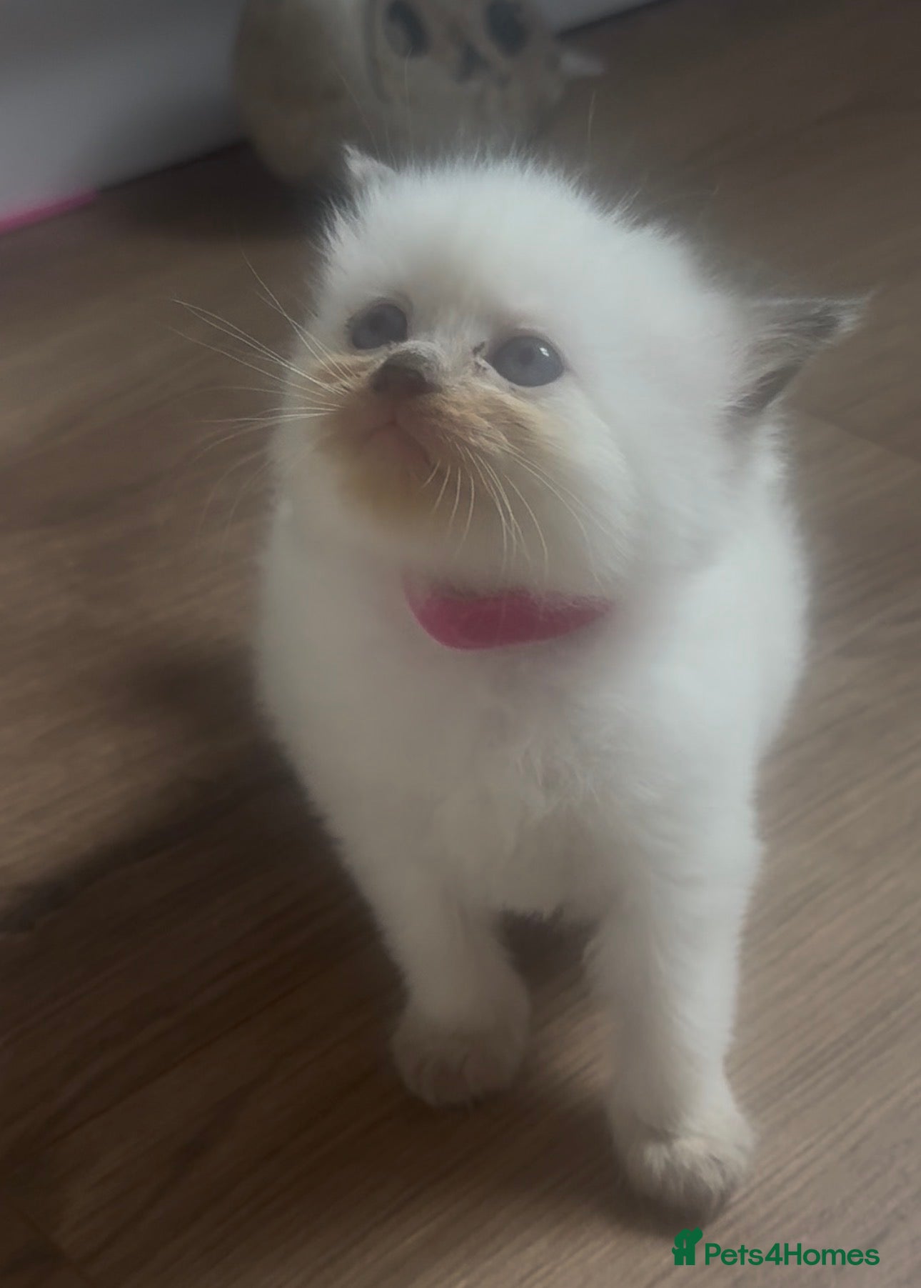 Ragdoll cats Ragdoll kittens champion breed GCCF show quality  - Advert 1