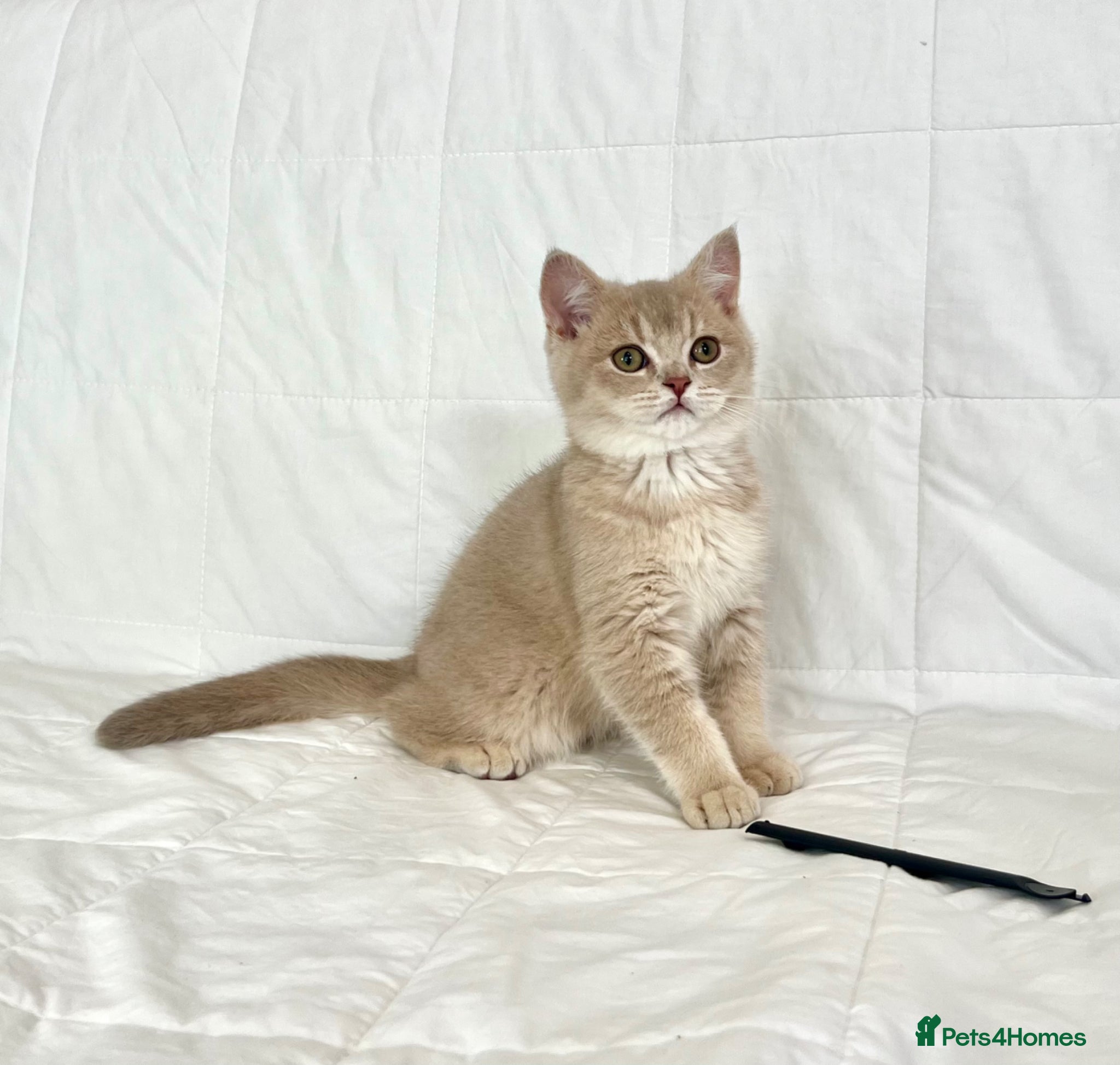 British Shorthair cats 🐾Purebred BSH Kittens🐾  - Advert 3