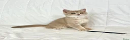 British Shorthair cats for sale: 🐾Purebred BSH Kittens🐾  in London - Advert 1