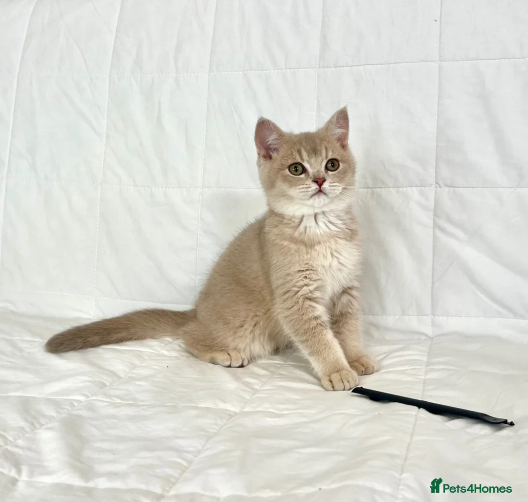 British Shorthair cats for sale: 🐾Purebred BSH Kittens🐾  in London - Advert 1