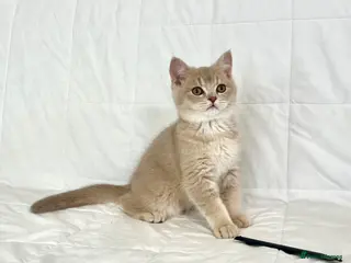 British Shorthair cats 🐾Purebred BSH Kittens🐾 - Advert 3