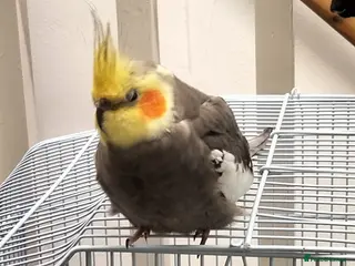 Cockatiels birds Cockatiel - Advert 1