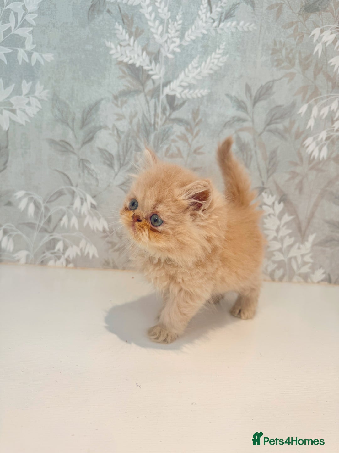Persian cats for sale: Persian kittens 2 gorgeous boys  - Image 20