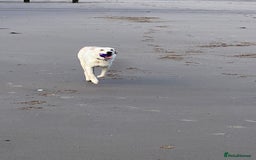 Borador dogs for sale: Bernie - Image 8