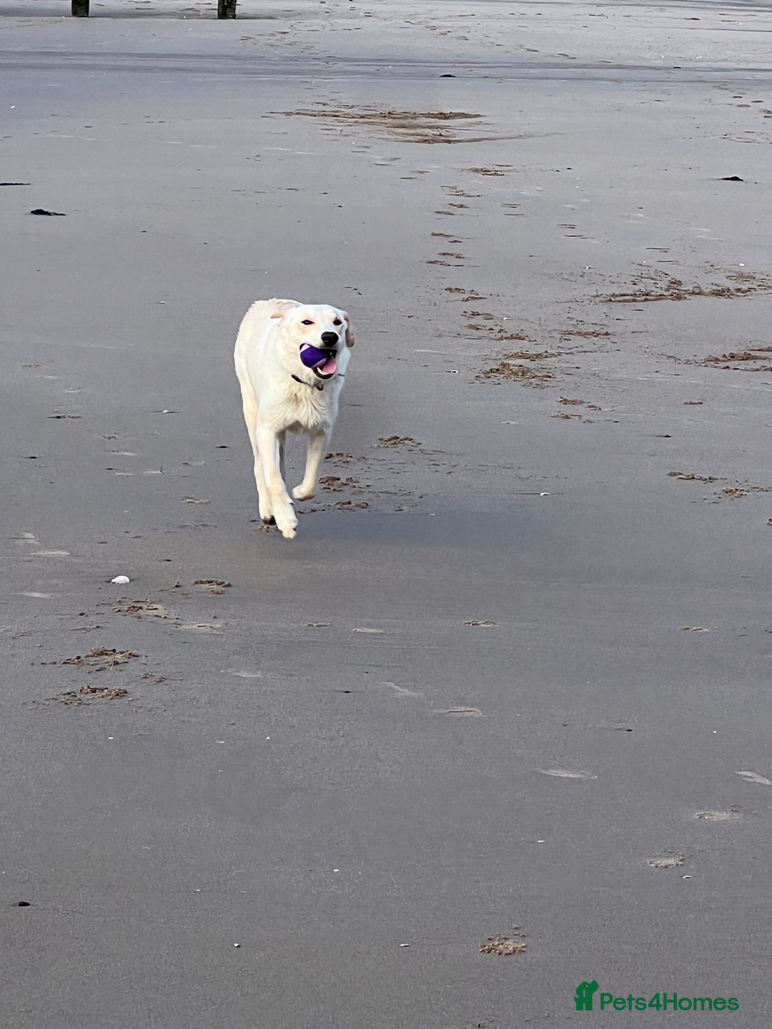 Borador dogs for sale: Bernie - Image 8