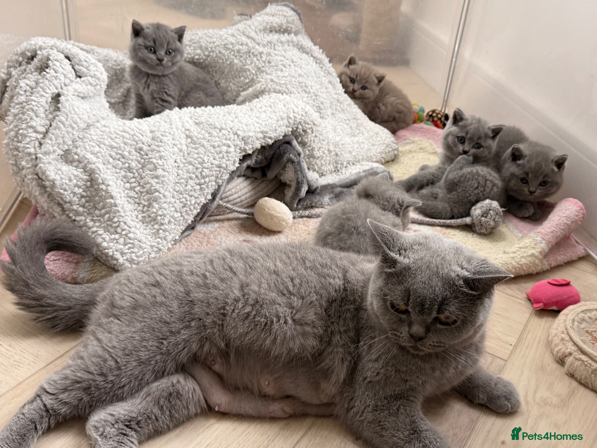 British Shorthair cats 💕🏅🏅CHAMP BLOOD BRITISH SHORT HAIR KITTENS🏅🏅💕 - Advert 2