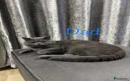 British Shorthair cats for sale: British shorthair kitten”Ready now” - Image 9