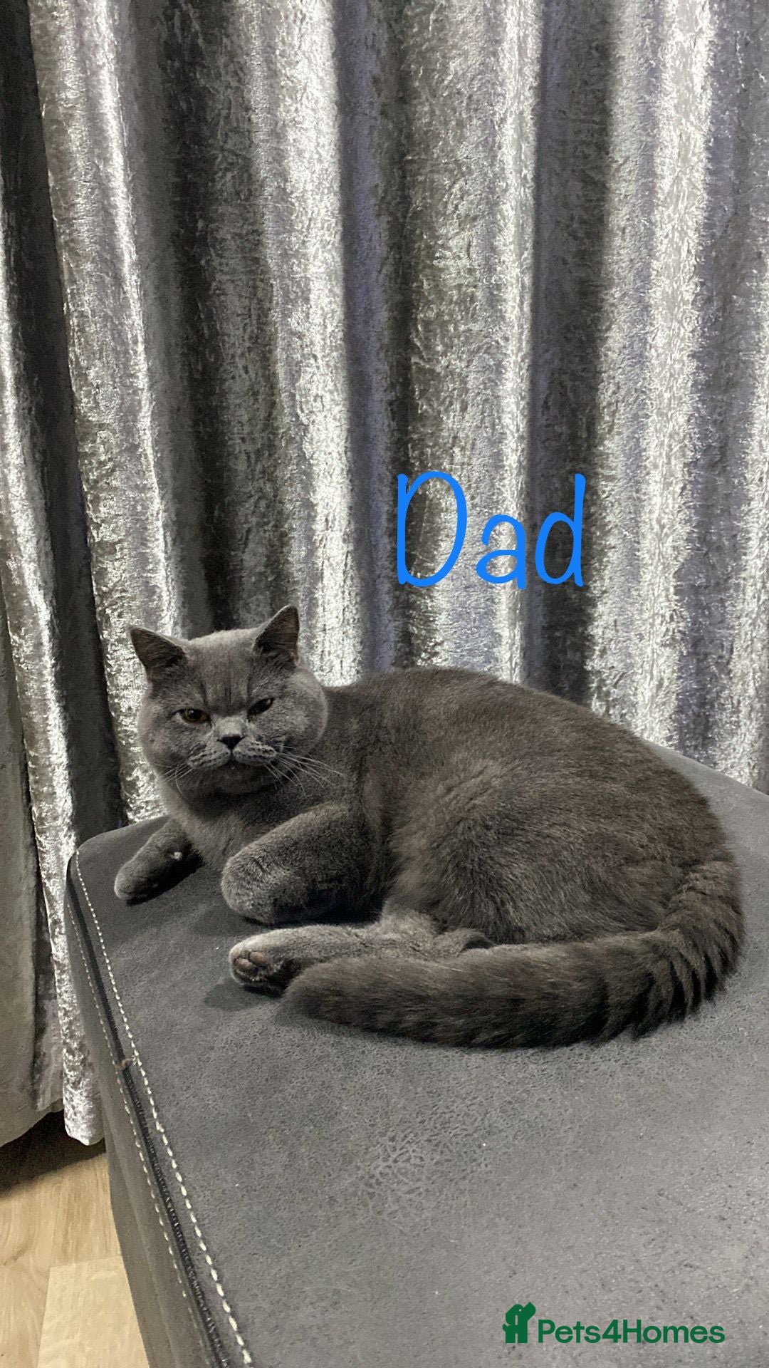 British Shorthair cats for sale: British shorthair kitten”Ready now” - Image 9
