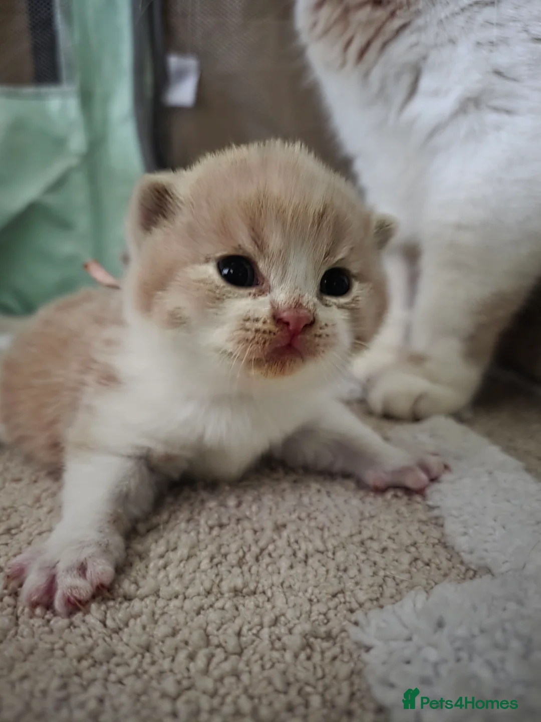 British Shorthair cats for sale: 🏆 CHAMPION SIRED BRITISH SHORTHAIR KITTENS 🏆  - Advert 11