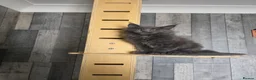 Maine Coon cats for sale: PURE MAINE COON - Advert 21