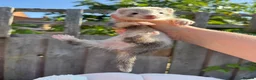 Ferret rodents for sale: Micro/whippet ferret kits  in Leicester - Advert 10