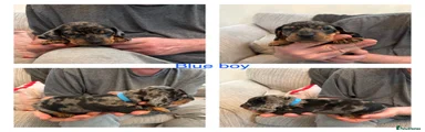 Blue boy