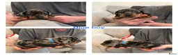 Miniature Dachshund dogs for sale: Miniature Dachshund puppies  in Thornton-Cleveleys - Advert 7