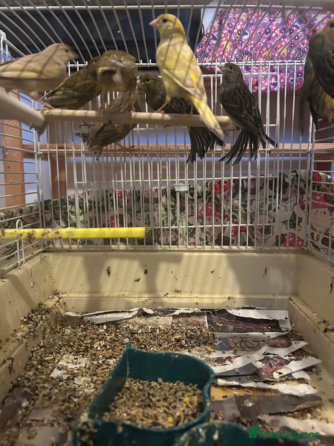 Canaries birds for sale: Canaries mixed colour  - Advert 2