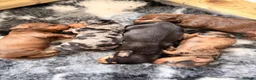 Miniature Dachshund dogs for sale: Miniature Wire Hair Dachshund  - Advert 11