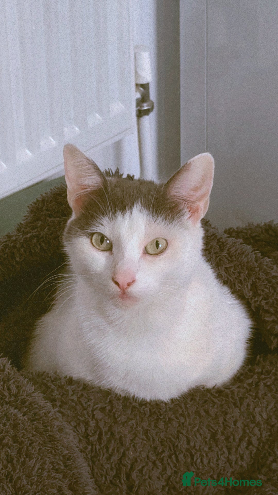 Mixed Breed cats for sale: Beautiful cat for rehoming - Advert 7