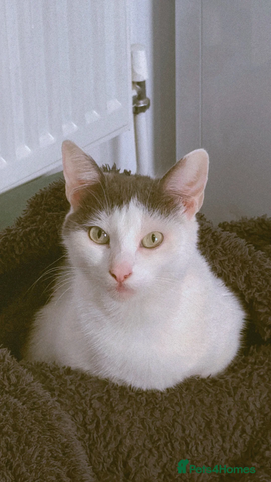 Mixed Breed cats for sale: Beautiful cat for rehoming - Advert 7